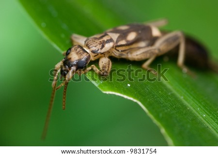 An earwig resting on a leave
