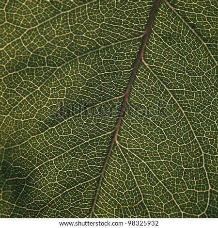 Leaf,Green leaves and sun, background texture