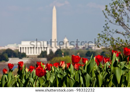 Close up of blooming red tulips in the foreground with an out of focus view of Washington DC skyline in late afternoon on a sunny day with Lincoln Memorial, Washington Monument and the Capitol