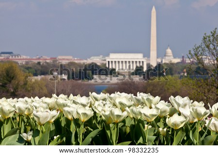 Close up of blooming white tulips in the foreground with an out of focus view of Washington DC skyline in late afternoon on a sunny day with Lincoln Memorial, Washington Monument and the Capitol