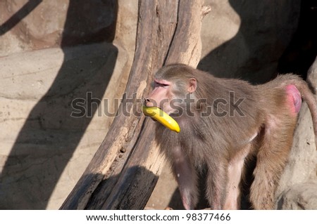 baboon with a banana in his mouth
