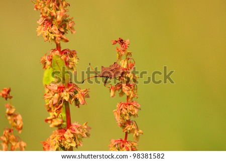 bug, bedbug brown on the delicate flower in summer