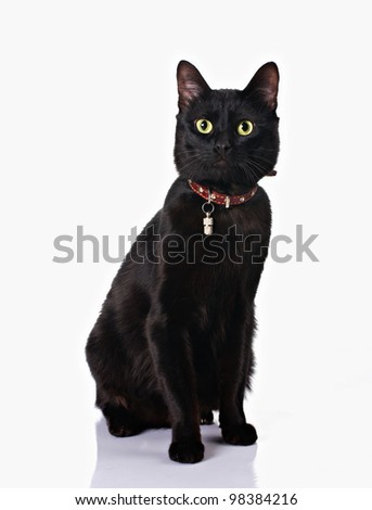 cute black cat with collar sitting isolated on white background