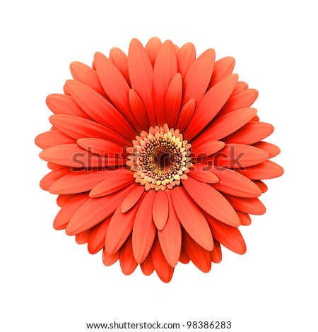 Red daisy flower isolated on white background - 3d render