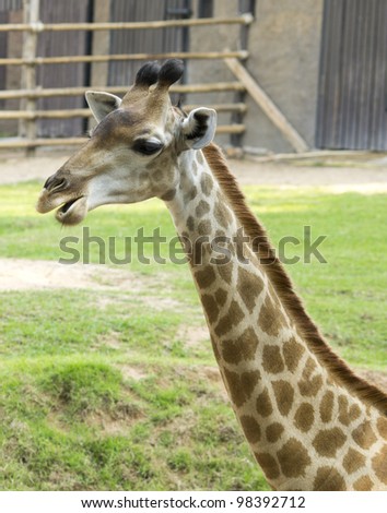 young giraffe in zoo