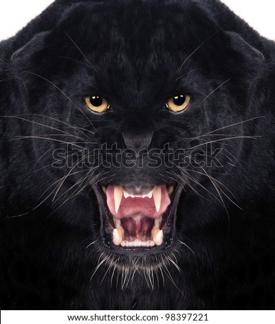 Direct frontal shot of a Black Leopard snarling with isolated background, Royalty-Free Stock Photo #98397221