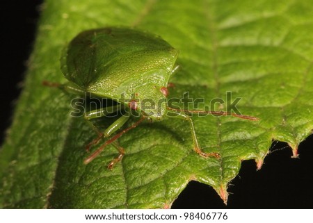 Green shieldbug Royalty-Free Stock Photo #98406776