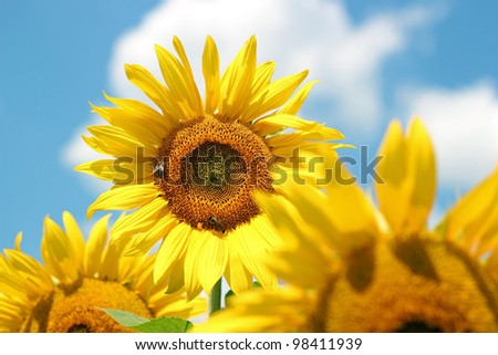 Good Morning Sunflower.
Beautiful landscape with sunflower field over cloudy blue sky and bright sun lights.