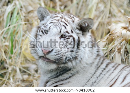 Tiger with tongue out looking away