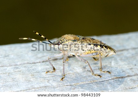 shield bug, extreme close-up  / Hemiptera sp.