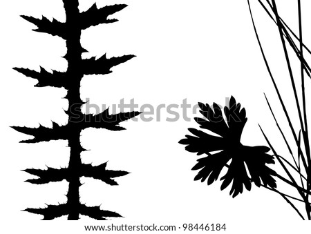 herb silhouette on white background