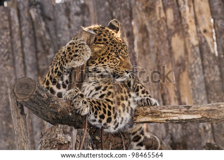 Amur leopard. Far-Eastern leopard
