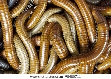 Close up of giant millipede. Royalty-Free Stock Photo #98480711
