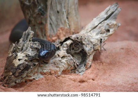 Snake slithering through tree bark on red sand.