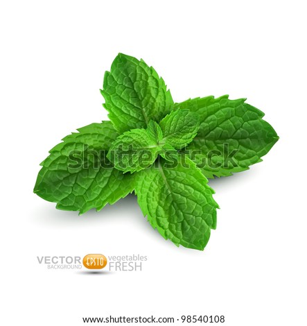 Vector fresh mint leaves on a white background Royalty-Free Stock Photo #98540108