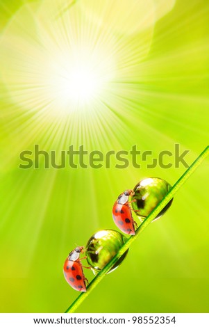 Funny picture of a working ladybugs on a dewy grass.