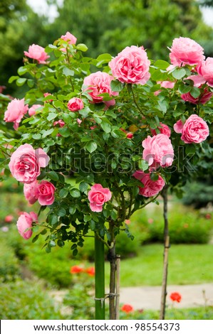 Standard pink roses in a garden