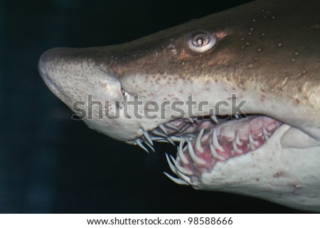 head of big sand tiger shark in detail with dark background