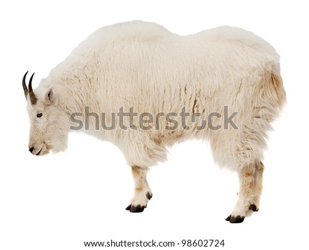 Rocky mountain goat (Oreamnos americanus). Isolated over white background Royalty-Free Stock Photo #98602724