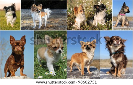 composite picture with  cute purebred  puppy and adult chihuahuas