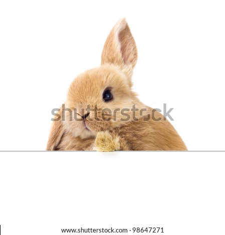 Cute easter rabbit