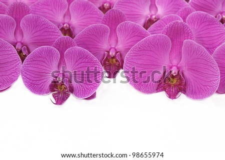 Stratified Orchid Flowers