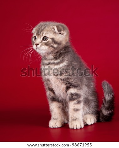 Little kitty on red background