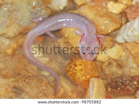 A blind cave salamander in a cave stream - Grotto Salamander, Eurycea spelaea