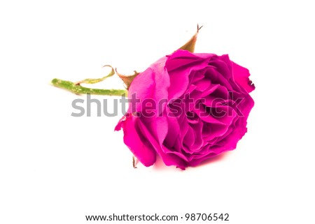 Closeup of a purple rose on a white background with green stem