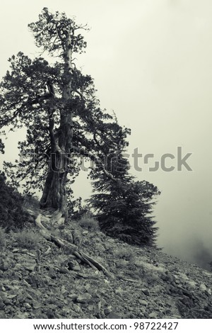 Path in the mist-covered mountain forest black and white photo (Cyprus, Troodos)