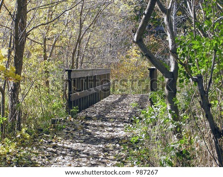 Color DSLR picture of a small wooden footbridge along a path in the forest.  The image is in horizontal orientation with copy space for text.