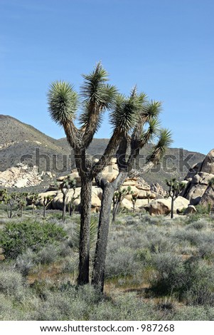 Color DSLR picture of a Joshua Tree, in Joshua Tree National Park, California, with mountains an a clear, blue sky background.  The image is vertical, with ample copy space for text.