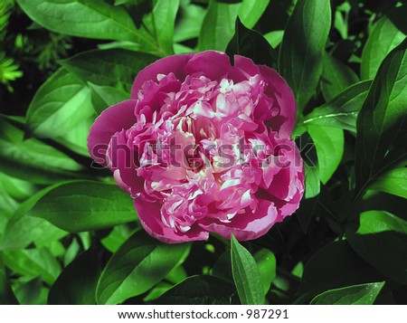 Pink Ranunculus Bloom