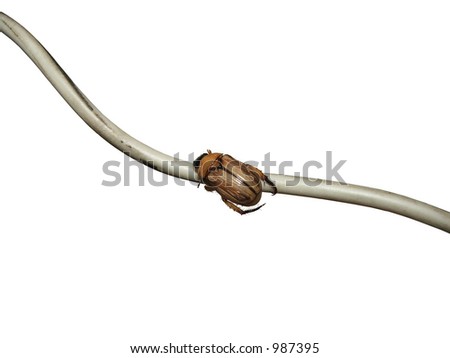 Bug struggling on a wire