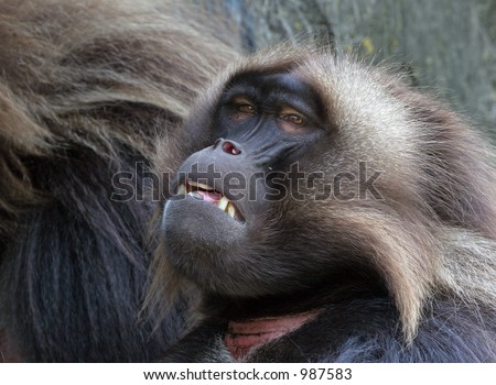 Pensive looking Gelada baboon.
