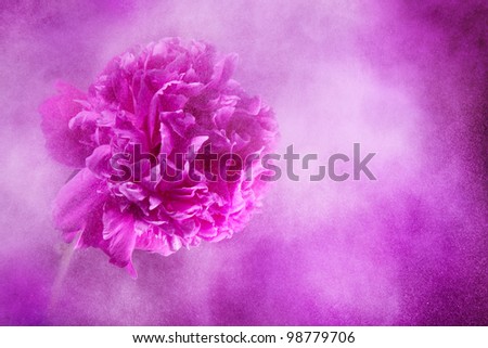 Beauty of paint explosion - big bang with powder and flowers - peony