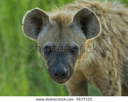 The Spotted Hyena is a dangerous Nocturnal Predator