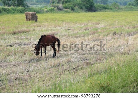horse eating grass in a field.