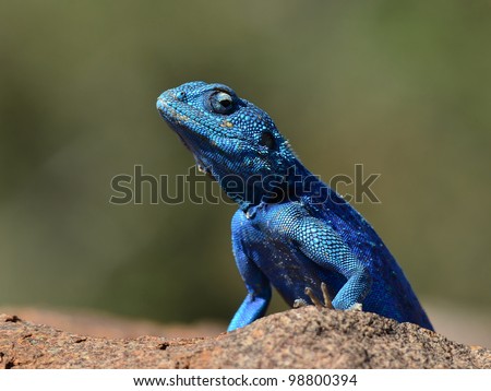 rock agama lizard,namibia,Africa