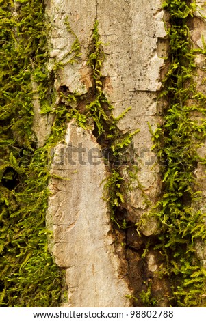 Tree Bark Moss