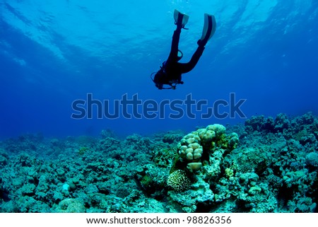 Scuba Diver exploring