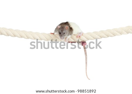 domestic rat clambering by rope isolated on white