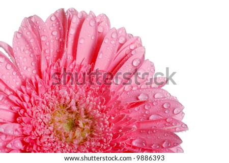 Daisy flower on white background with water drops on it .