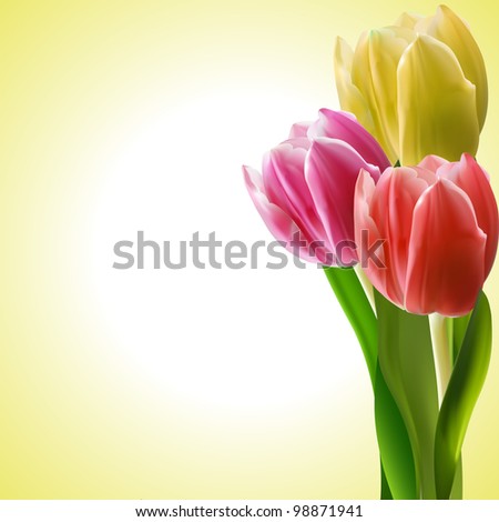 tulips in yellow pink and red on a yellow background