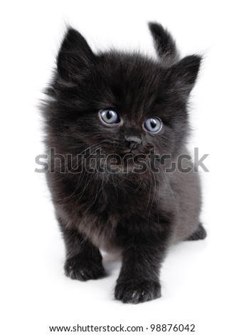 Black little kitten walking on a white background