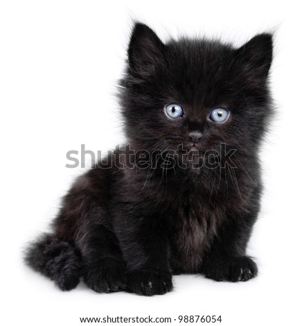 Black little kitten sitting down on a white background