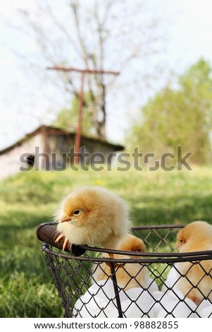 Little Buff Orpington chicks sitting on top of an egg basket with chicken coop in far background. Extreme shallow depth of field.