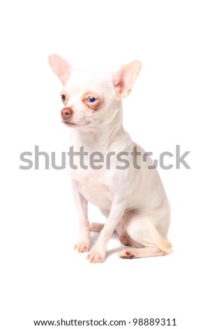Cute little chihuahua with different colored eyes on a white background