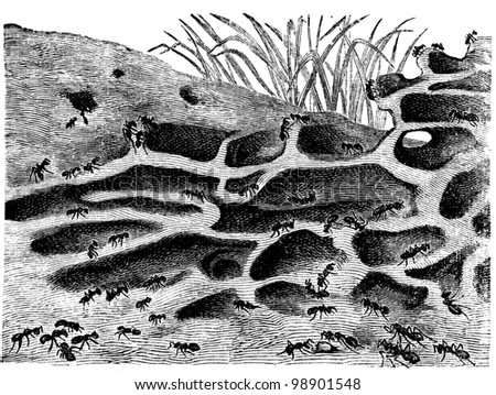 Nest Lasius Niger, black ant, in section - an illustration of the encyclopedia publishers Education, St. Petersburg, Russian Empire, 1896