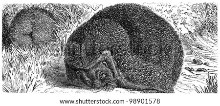 European Hedgehog,  Common hedgehog or just Hedgehog - Erinaceus europaeus - an illustration to article "Insectivore" of the encyclopedia publishers Education, St. Petersburg, Russian Empire, 1896